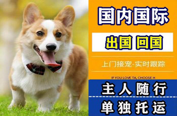 闵行区宠物托运公司闵行区宠物托运公司闵行区宠物托运公司
