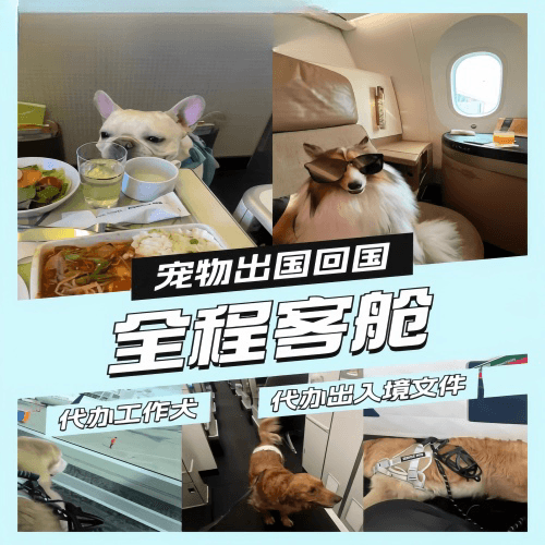闵行区宠物托运到白俄罗斯宠物入境规定和要求