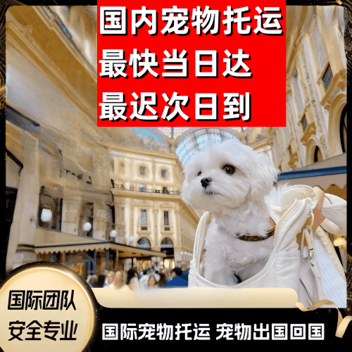 闵行区到澳大利亚（澳洲）宠物入境规定和要求
